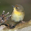 Common Yellowthroat